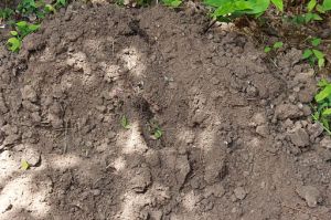 Dirt_and_Mud_002_-_Loose_Dirt_with_Plants